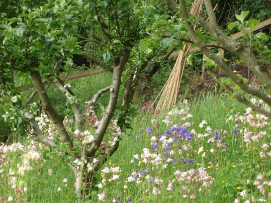 Marches Cottage Garden image 7