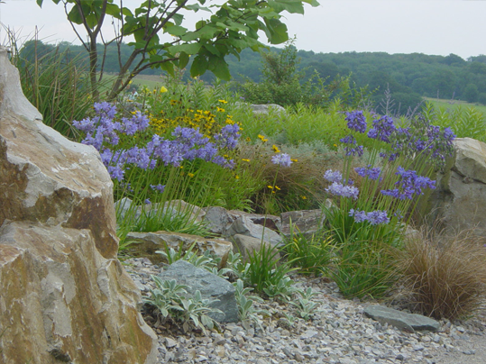 Mediterranean Garden image 1