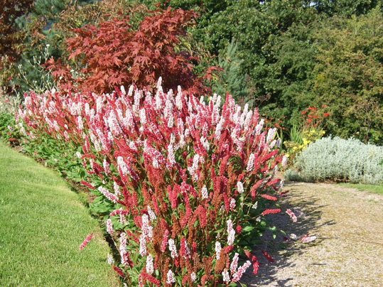 Monmouthshire Farmhouse Garden image 6